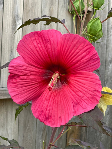 Pink Dinner Plate Hibiscus Flower Seeds