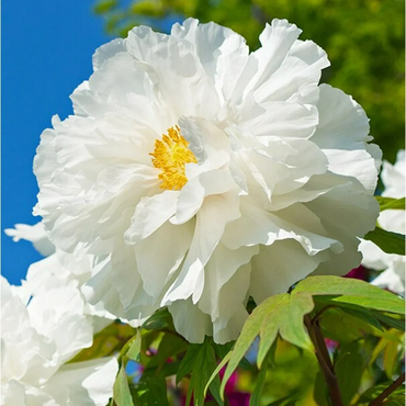 White Peony Flower Seeds