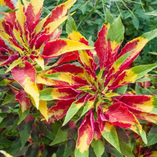 Amaranthus Tricolor (Joseph's Coat) Seeds - Vibrant Multi-Colored Ornamental Plant