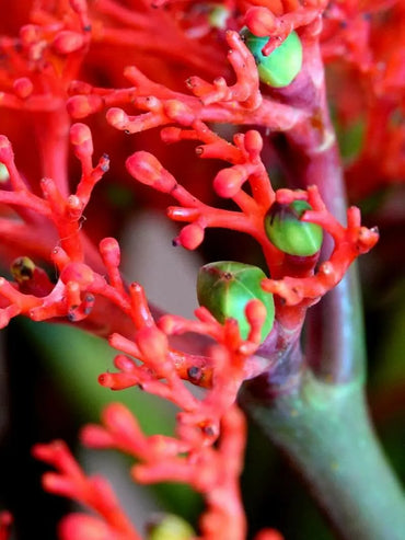 Jatropha Podagrica Shrub Seeds for Planting – Heirloom, Non-GMO, Tropical Variety