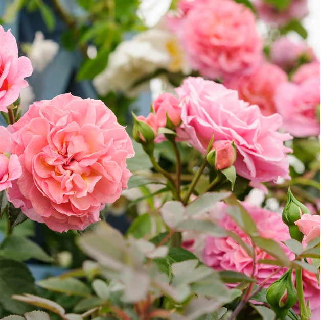 Climbing Rose Flower Seeds