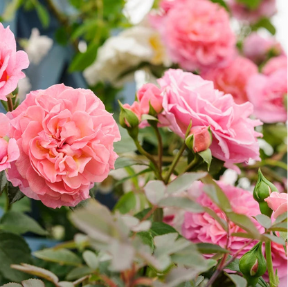 Climbing Rose Flower Seeds