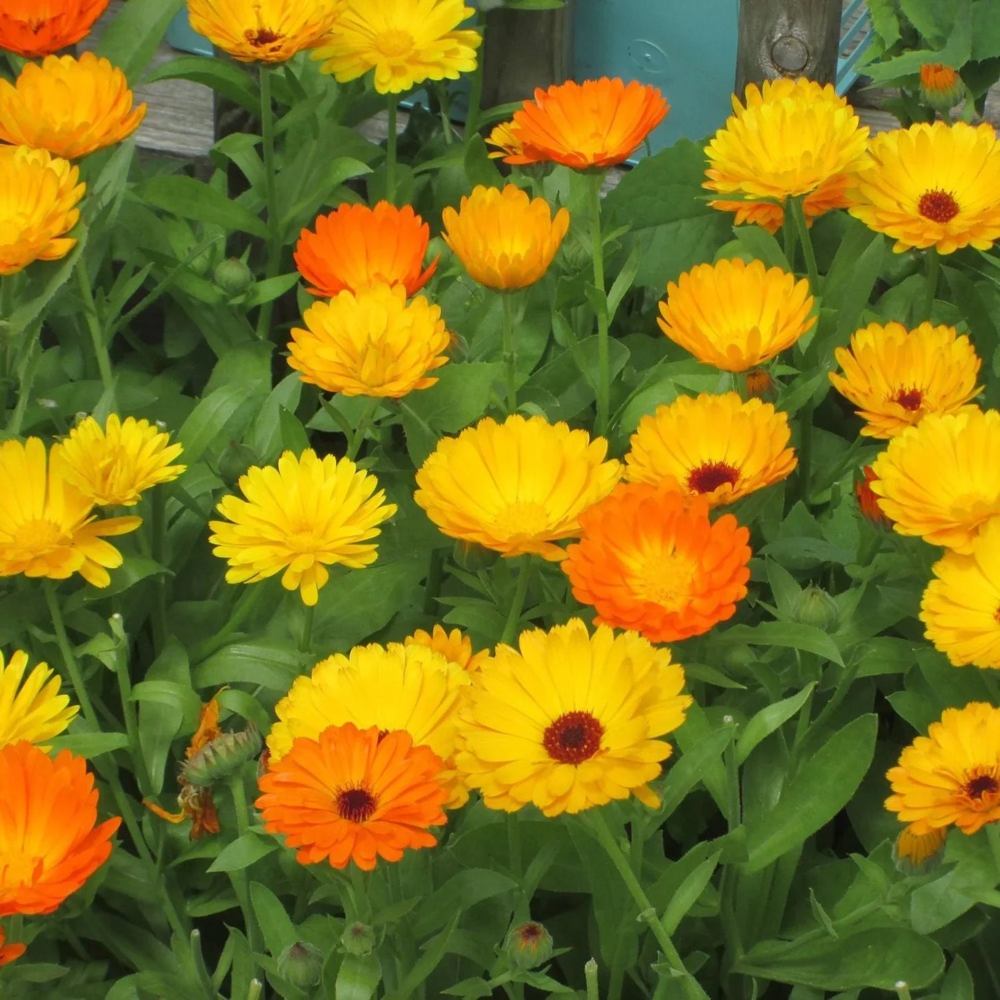Calendula Flower seeds for Planting Hardy Variety Heirloom & GMO Free Seeds for Home Garden