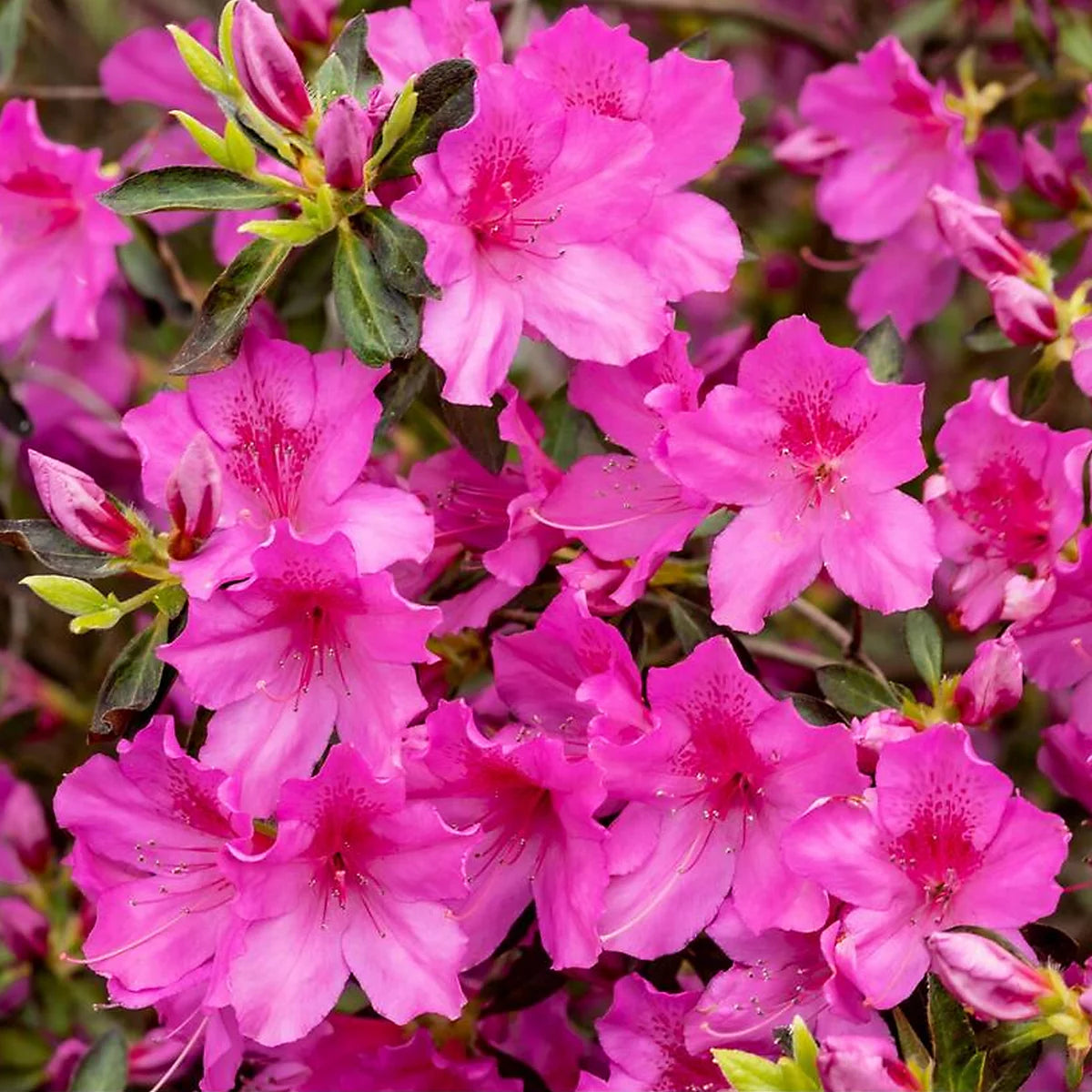 Japanische Azaleen-Blumensamen