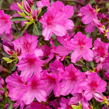 Japanese Azalea Flower Seeds