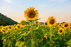 Sunflower Garden Seeds