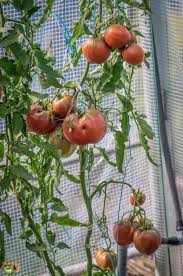 Cherokee Purple Tomato-Great Taste & Yields