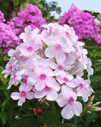 Garden Annual Phlox Seeds – Pink Variety