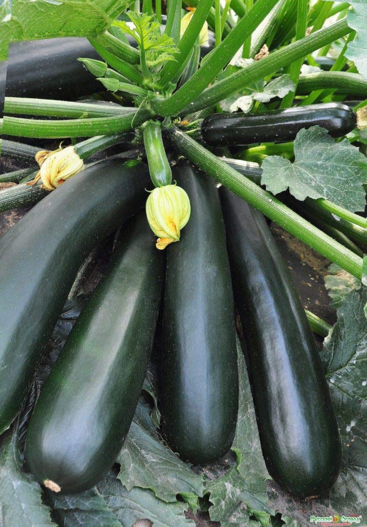 Semi di zucchina - Nero