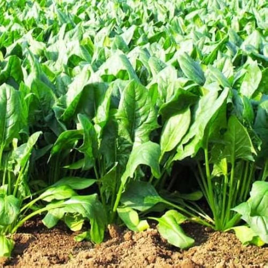 Bio-Spinat-Samen – Nicht-GVO-Erbstück