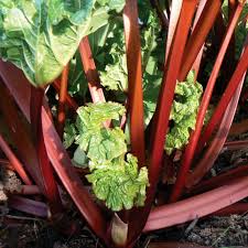 Graines de rhubarbe pour plantation