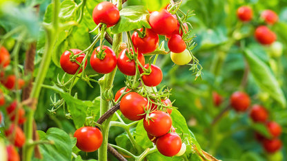 Classic Tomato Seed Collection – For Planting