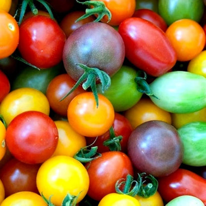 Kirschtomaten-Samen gemischt