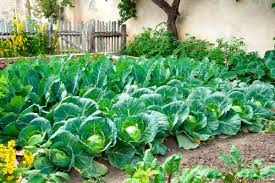 Cabbage Seeds- Heirloom