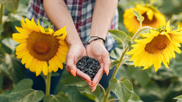 Sunflower Garden Seeds