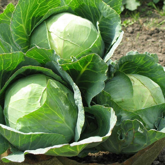 Cabbage Seeds- Heirloom