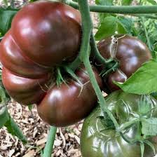 Cherokee Purple Tomato-Great Taste & Yields