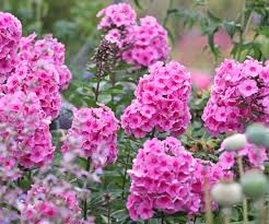 Garden Annual Phlox Seeds – Pink Variety
