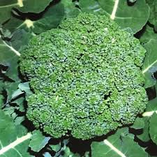 Semi di microgreens di broccoli – Alta germinazione