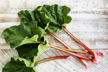 Graines de rhubarbe pour plantation