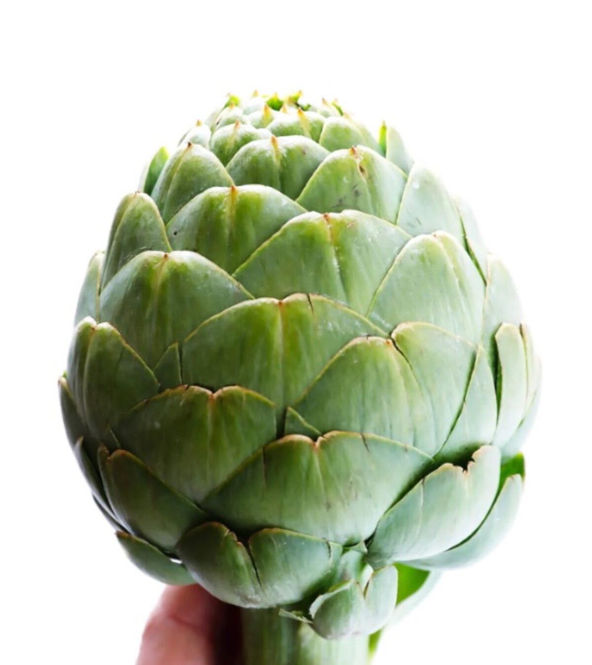 アーティチョークの種 - 珍しい庭園用野菜の種