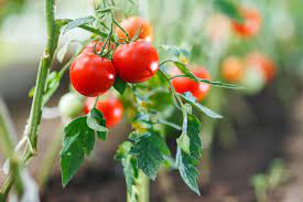 Classic Tomato Seed Collection – For Planting