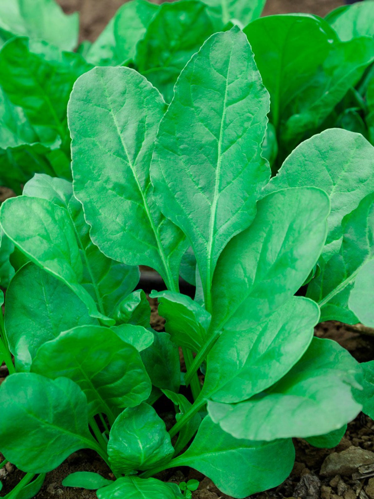 Organic Spinach Seeds – Non-GMO Heirloom