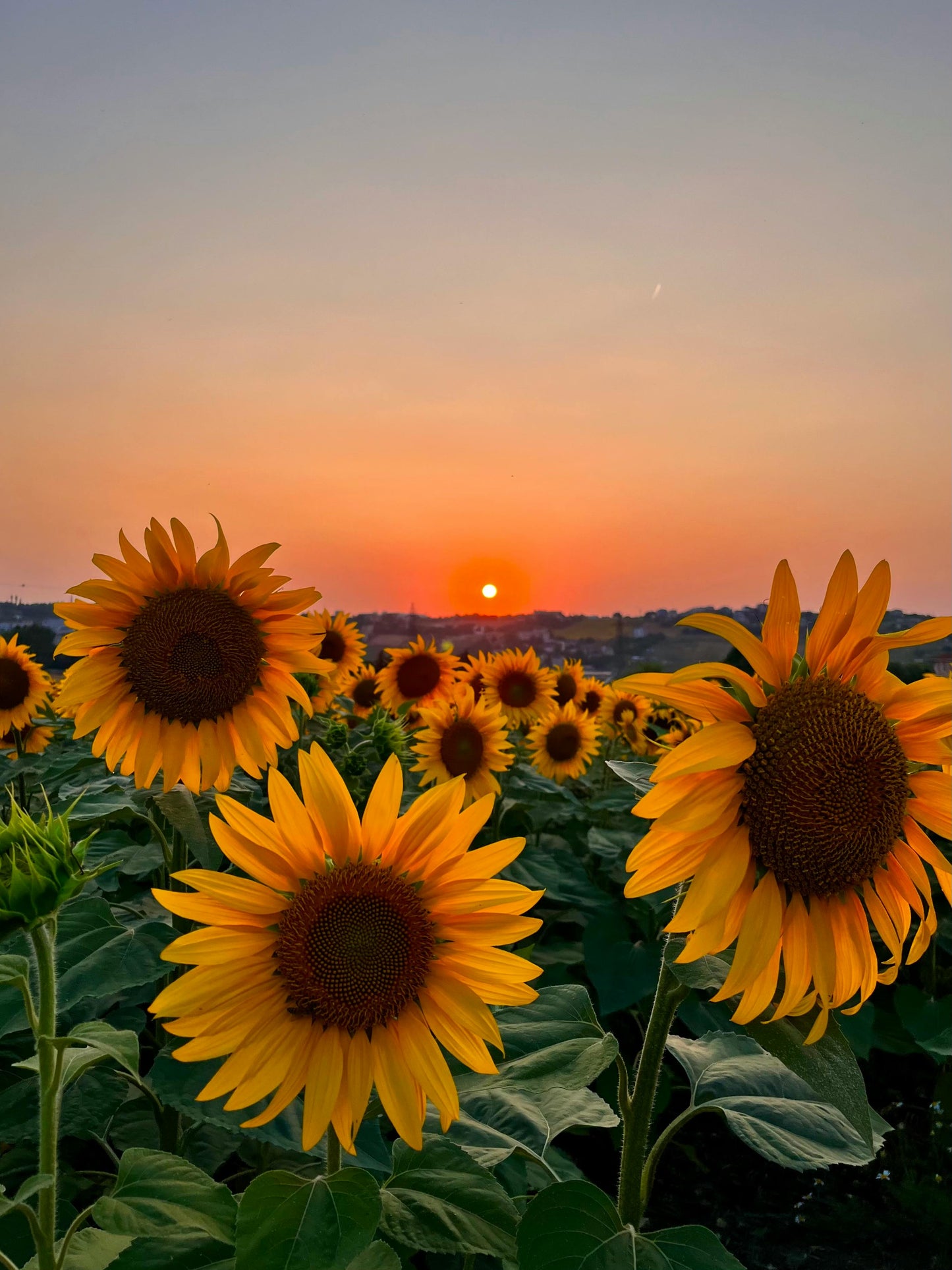 Sunflower Garden Seeds