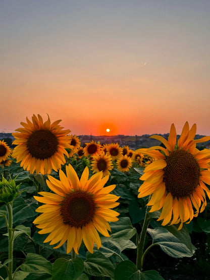 Sunflower Garden Seeds