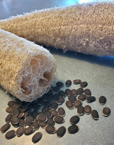 Luffa Loofah Seeds – Grow Your Own Gourds