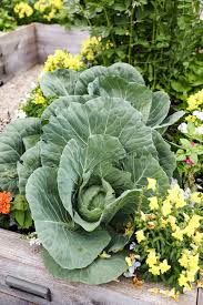 Cabbage Seeds- Heirloom