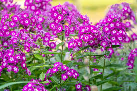 Garden Annual Phlox Seeds – Pink Variety