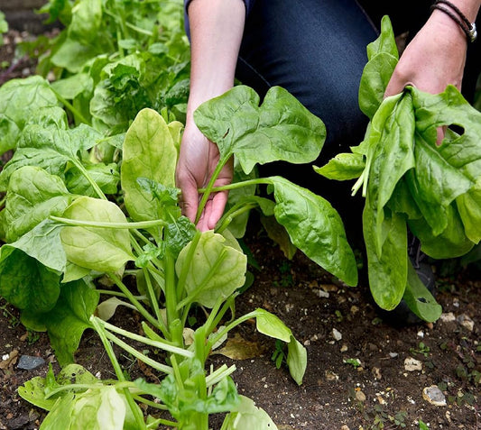 Garden Fresh Spinach Seeds