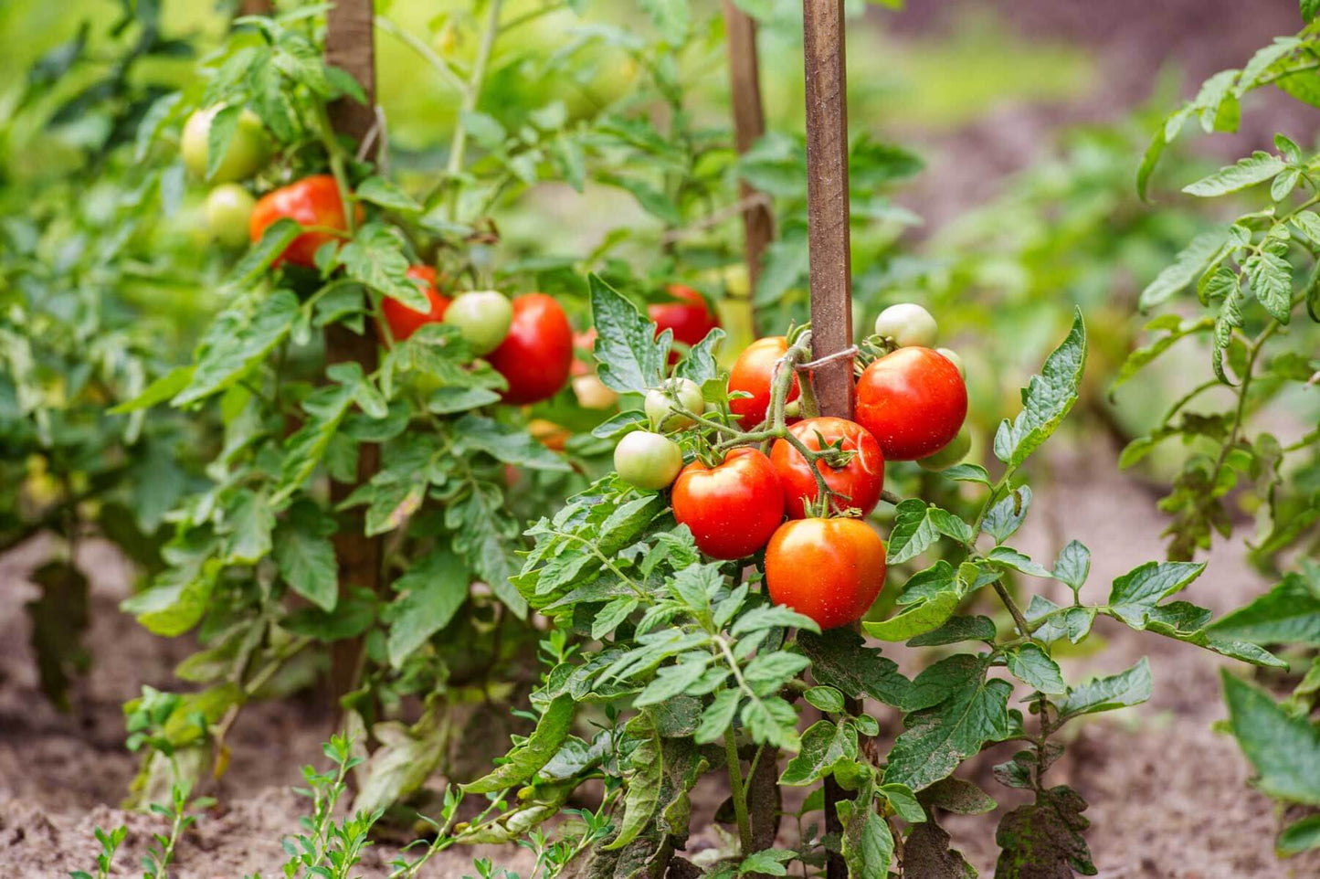 Classic Tomato Seed Collection – For Planting