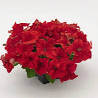 Petunias Seeds for Planting  Red Color
