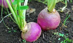 Turnip Seeds for Fall & Spring Planting