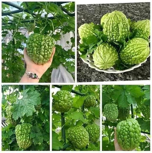 Graines de melon amer - Graines de ferme et de jardin héritage