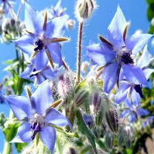 Borage Seeds – Blue Flowers for Planting