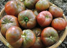 Cherokee Purple Tomato-Great Taste & Yields