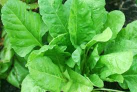 Gartenfrische Spinat Samen