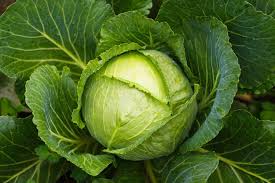 Cabbage Seeds- Heirloom