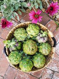 アーティチョークの種 - 珍しい庭園用野菜の種
