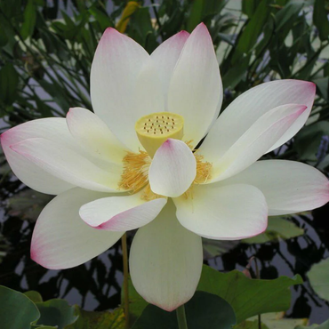 Offener Mund Bonsai Lotusblumensamen