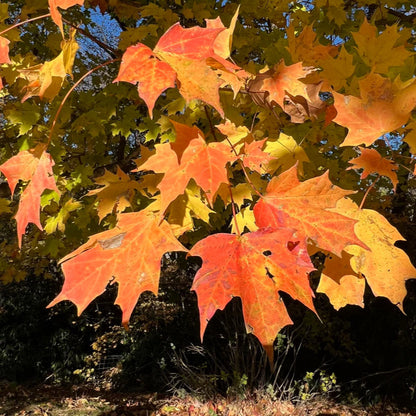 Sugar Maple Herb Seeds