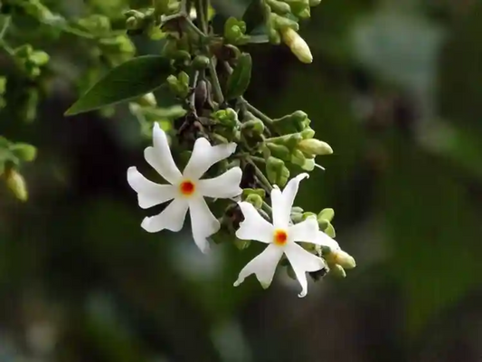 Jasmine Flower Seeds