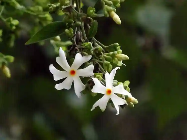ジャスミンの花の種 – Pure Asia Seeds