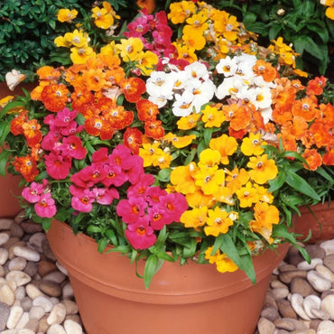 Nemesia Strumosa Flower Seeds