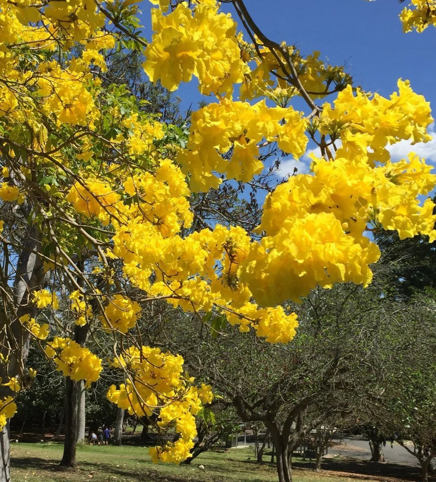 Yellow Jacaranda Tree Seeds