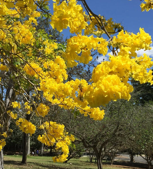 Yellow Jacaranda (Jacaranda mimosifolia) Tree Seeds for Planting – Heirloom, Non-GMO, Ornamental, Perennial