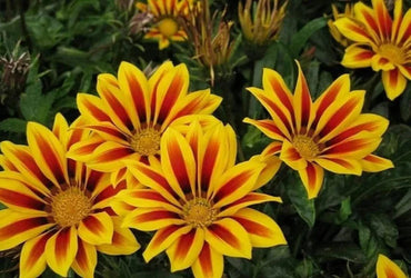 Gazania Flower seeds for Planting, Cut Flower Favorite Heirloom & GMO Free Seeds for Home Garden